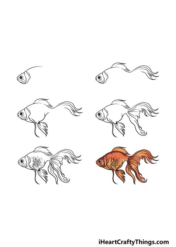 Goldfish Drawing How To Draw A Goldfish Step By Step