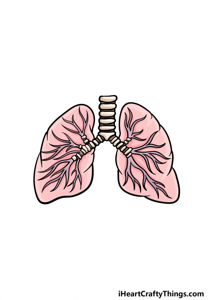 Lungs Drawing How To Draw Lungs Step By Step