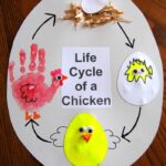 Life Cycle Chicken