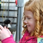 Baby Animal Days 1