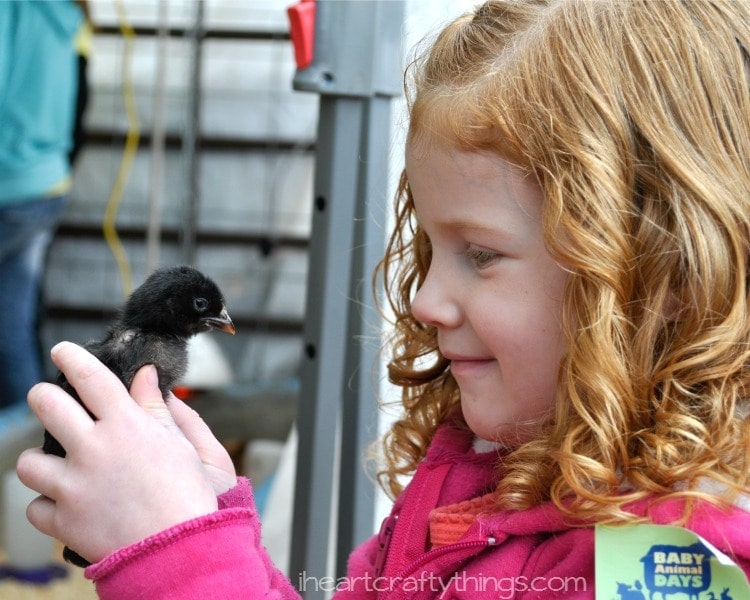 Baby Animal Days 1