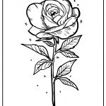 Rose 8