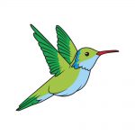 how to draw hummingbird image