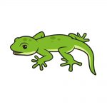 how to draw lizard image