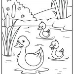 ducks 01