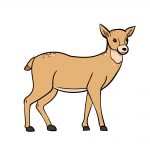 how to draw deer image