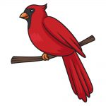how to draw cardinal image