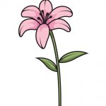 how to draw lily image