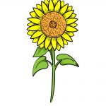 how to draw sunflower image