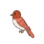 how to draw bird image