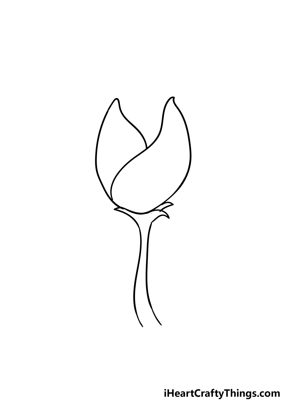 tulip drawing step 3