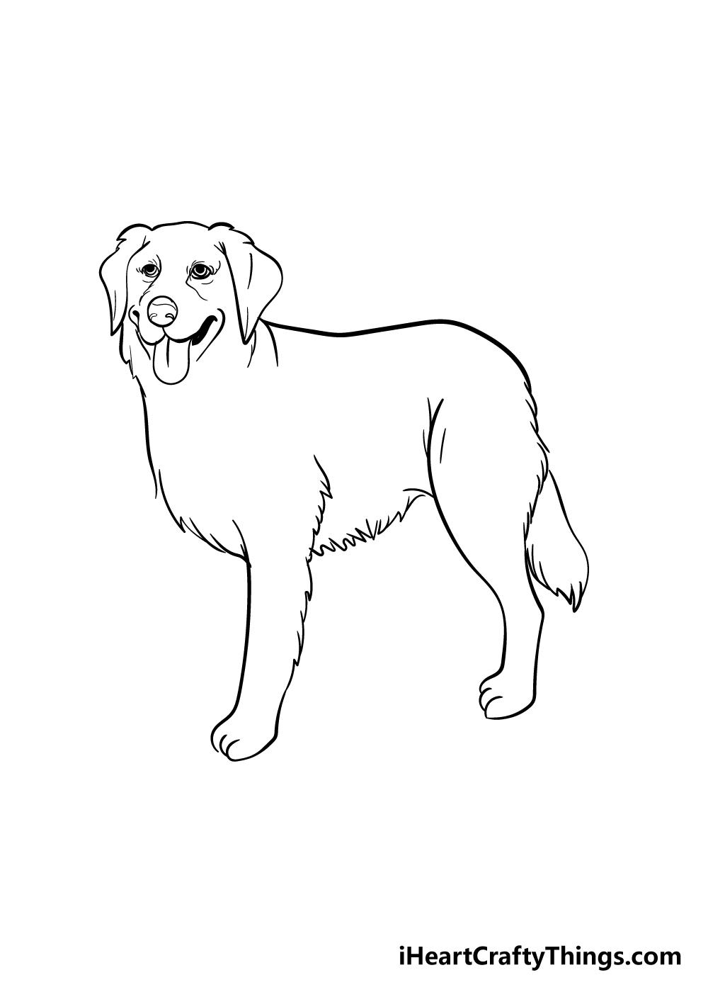 golden retriever drawing step 5