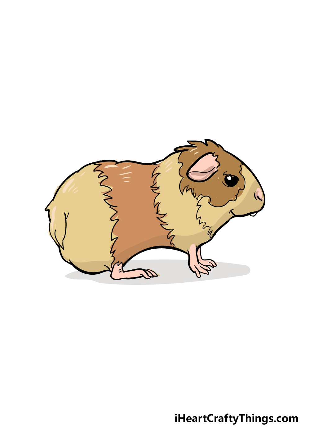 guinea pig drawing step 6