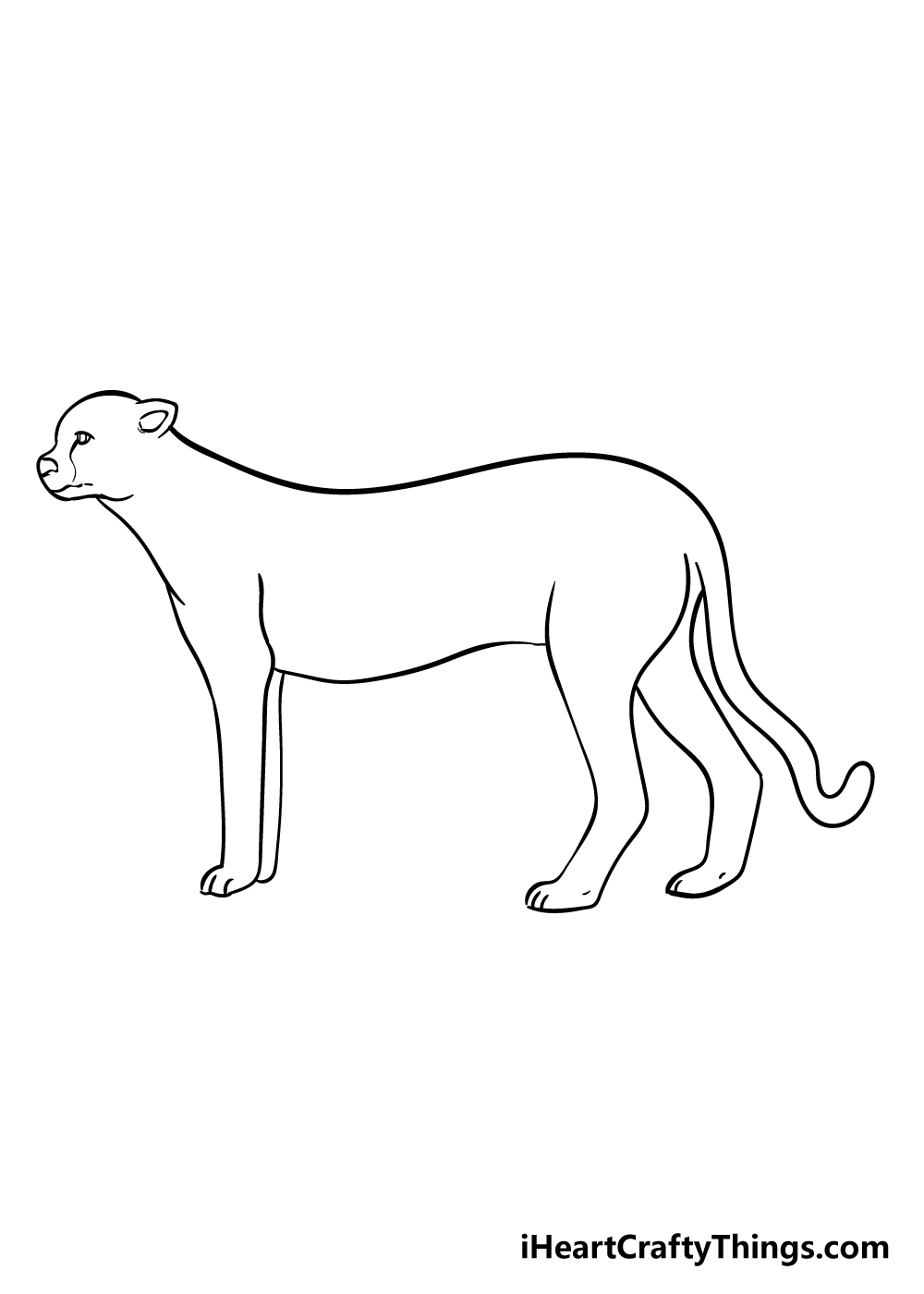 cheetah drawing step 7