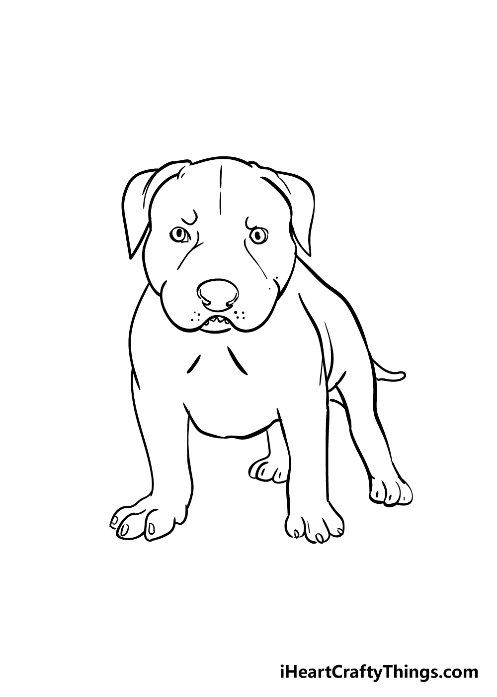 pitbull drawing step 7