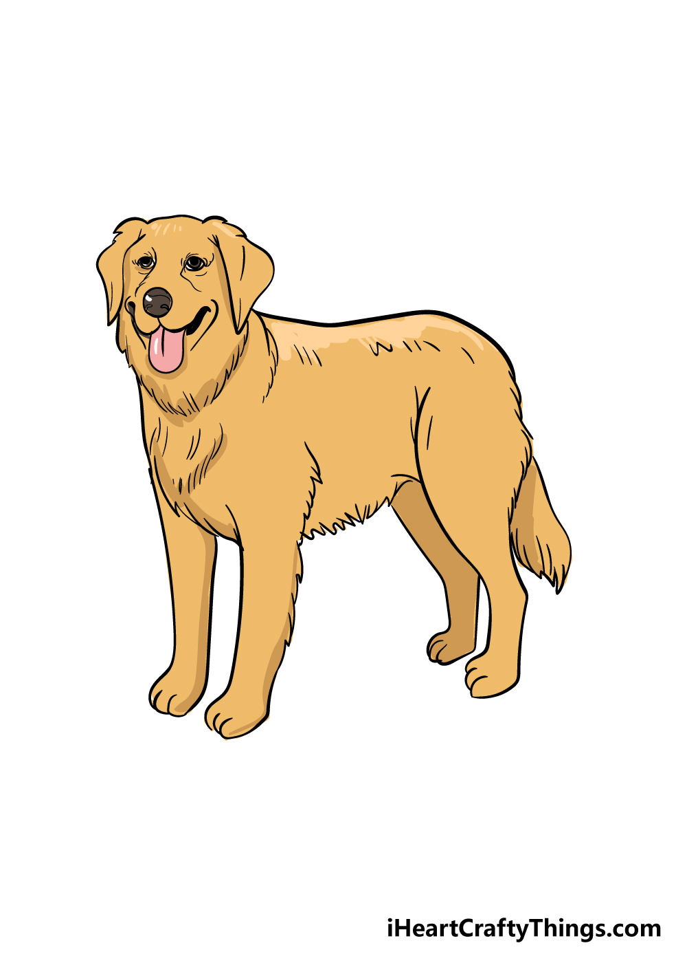 golden retriever drawing step 8