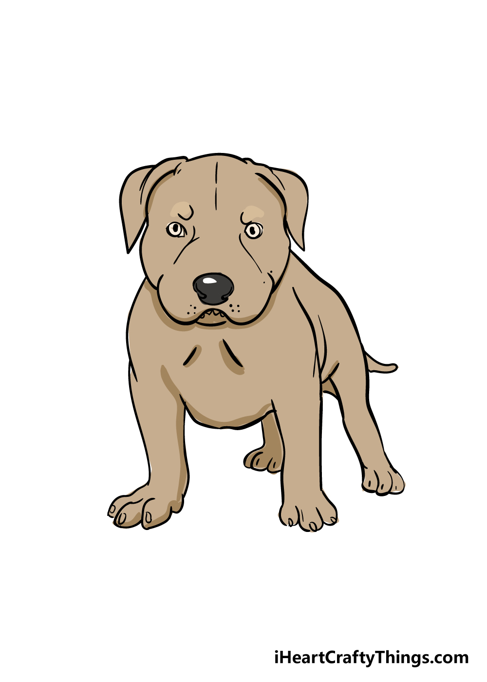 pitbull drawing step 8