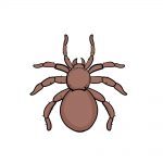 how to draw spider image