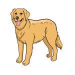 how to draw golden retriever image