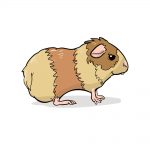 how to draw guinea pig image