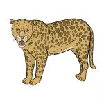 how to draw jaguar image