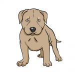 how to draw pitbull image