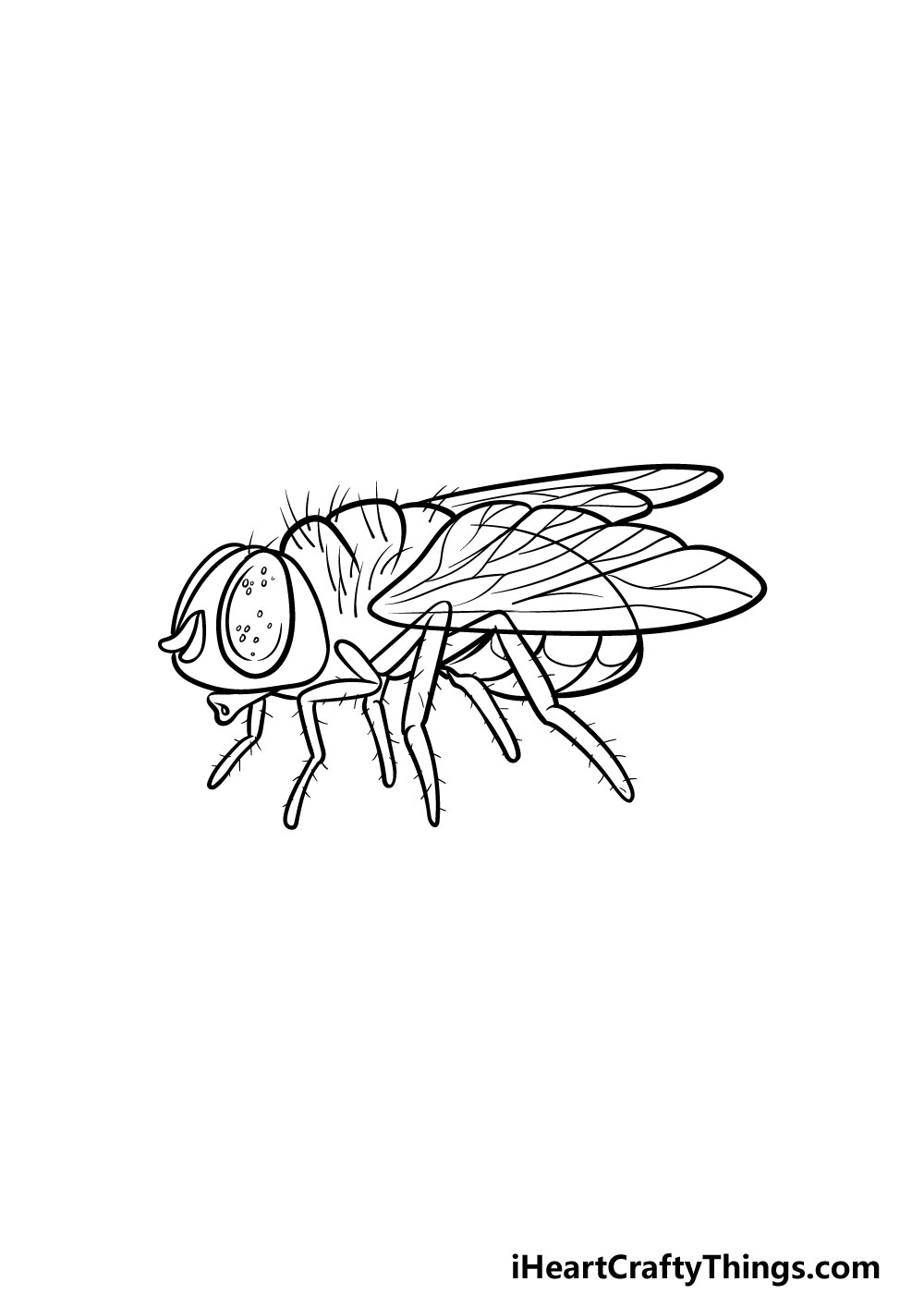 drawing a fly step 5