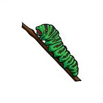 drawing a caterpillar image