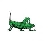 how to draw a grasshopper image