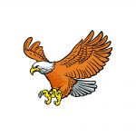 how to draw bald eagle image