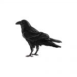 how to draw a crow image