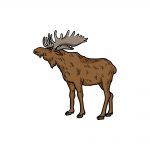how to draw a moose image