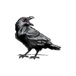 how to draw raven image