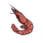 how to draw a shrimp image