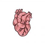 how to draw a human heart image