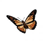 how to draw a Monarch Butterfly image