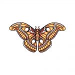 how to draw a moth image