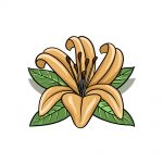 how to draw a Lily Flower image