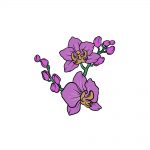 drawing an orchid image
