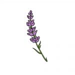 how to draw lavender image