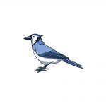 how to draw a blue jay image