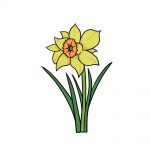 how to draw a daffodil image