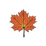 how to draw a maple leaf image