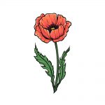 how to draw a poppy image