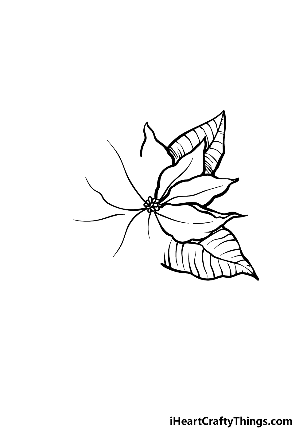 drawing poinsettia step 3