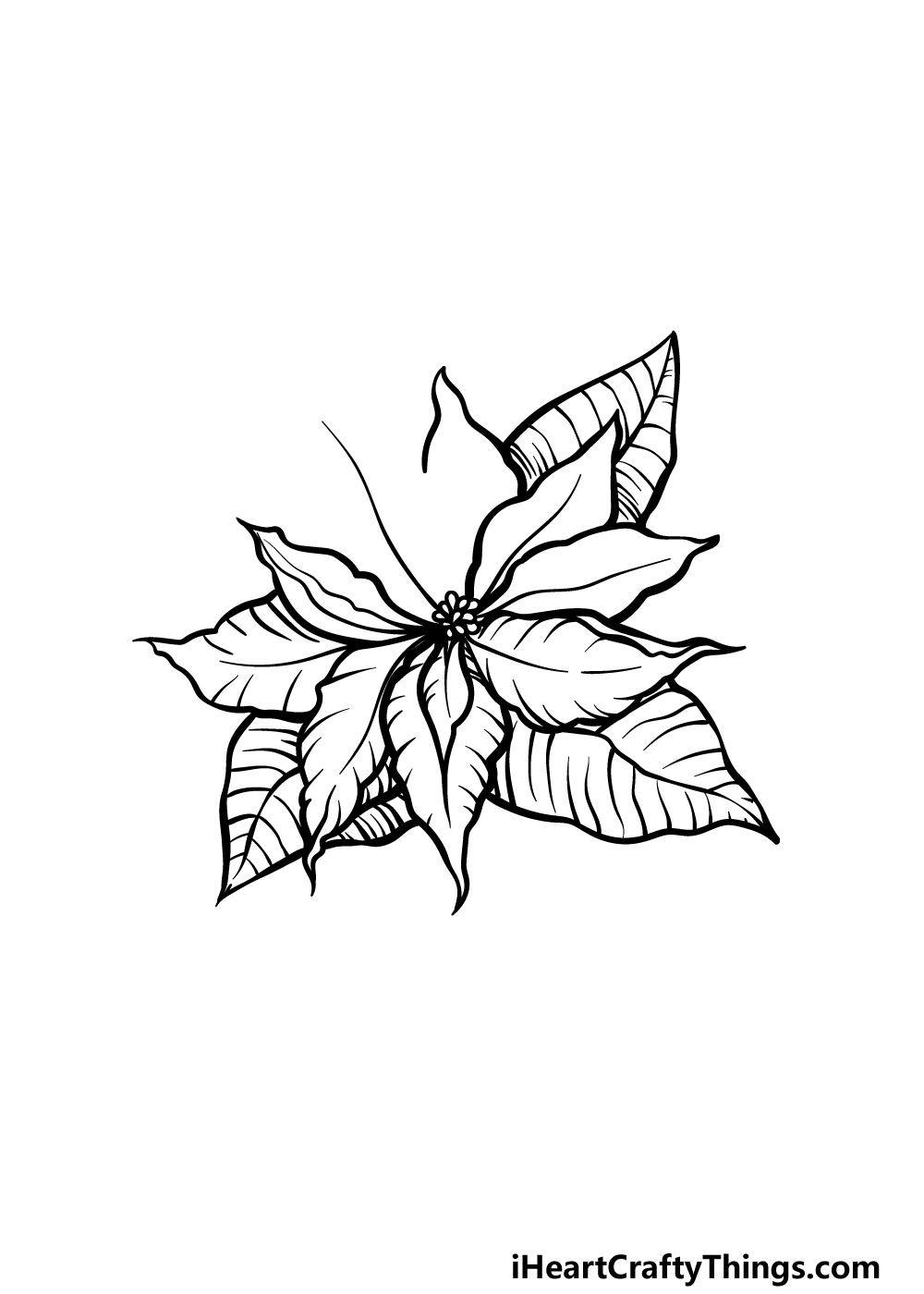 drawing poinsettia step 4
