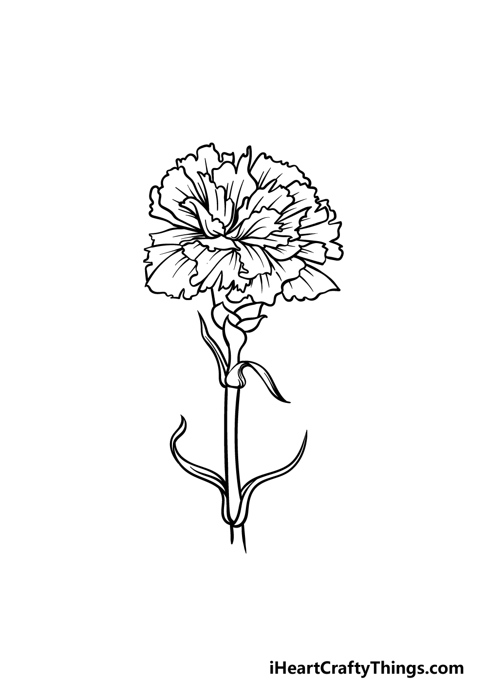drawing carnation step 5