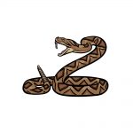 how to draw a rattle snake image