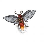 how to draw a firefly image