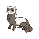 how to draw a ferret image